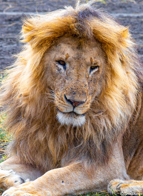 Blonde Lion | Serengeti National Park, Tanzania 2019 | Steve Shames ...