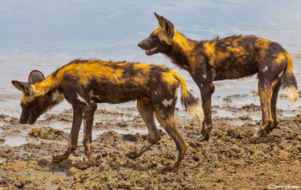 African Wild Hunting Dogs | Serengeti National Park, Tanzania 2019