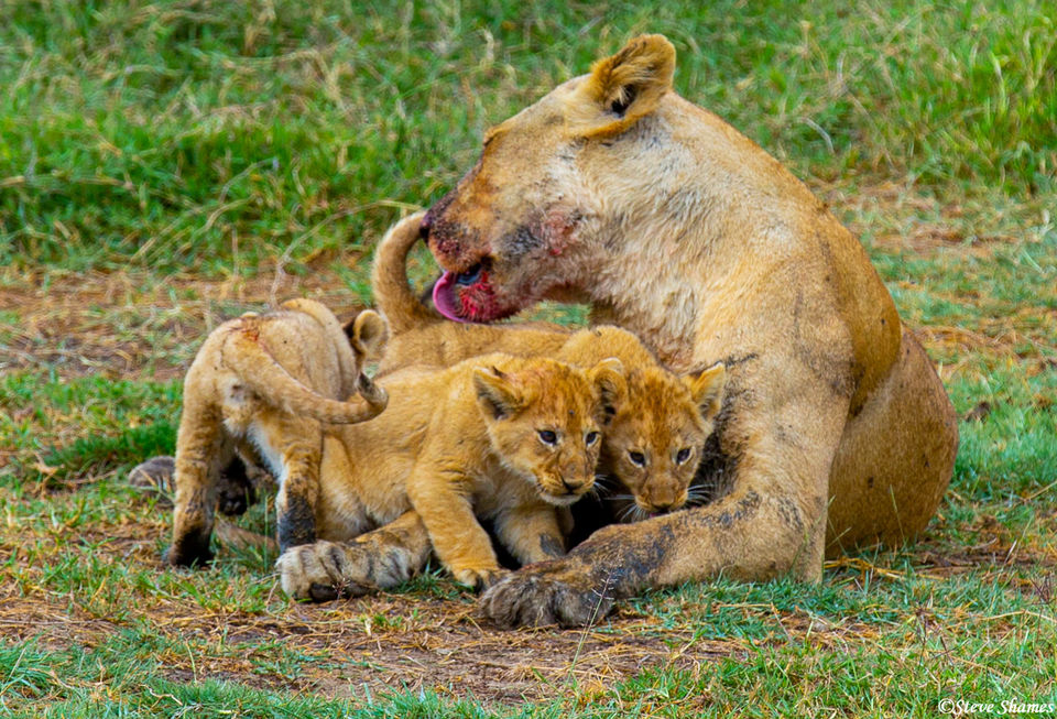 Mother Lion Licking Cubs | Serengeti National Park, Tanzania 2019 ...