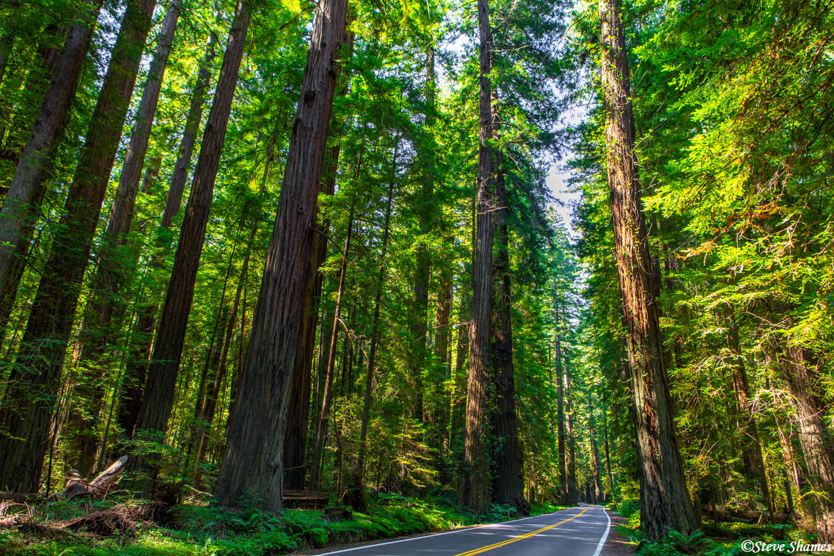 Castle Rock State Park: Where Redwood Giants Meet Sky-High Views