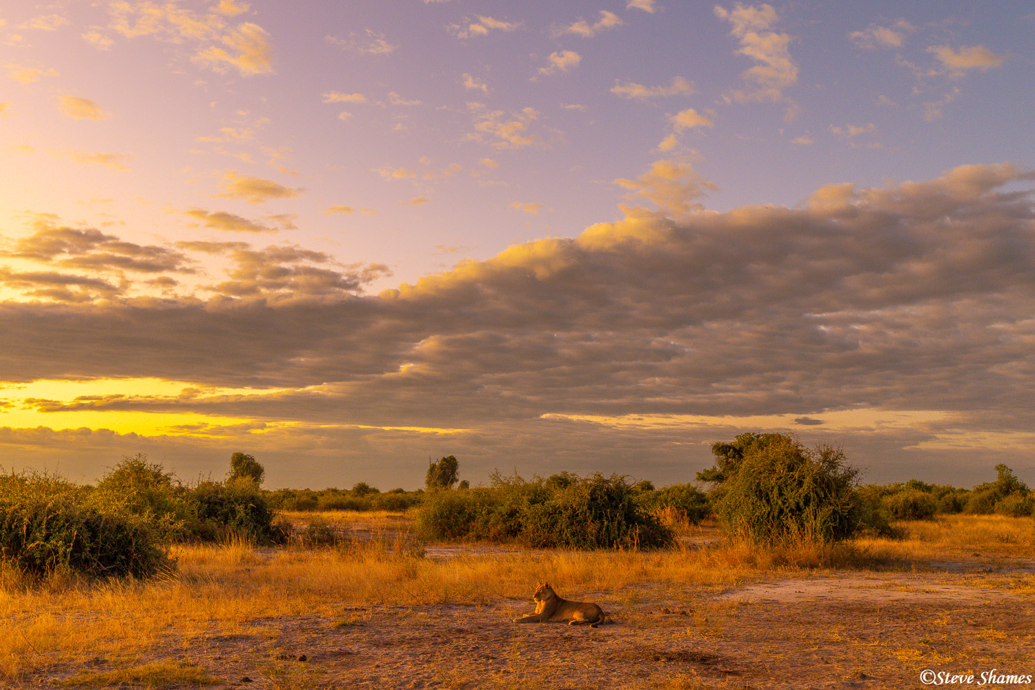 Botswana-Sunset Lion | Chobe National Park, Botswana 2022 | Steve ...