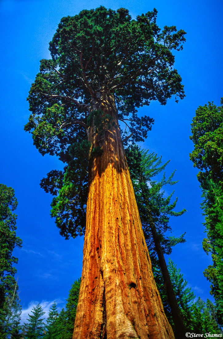 Giant Sequoia Tree | Sequoia National Park | Steve Shames Photo Gallery