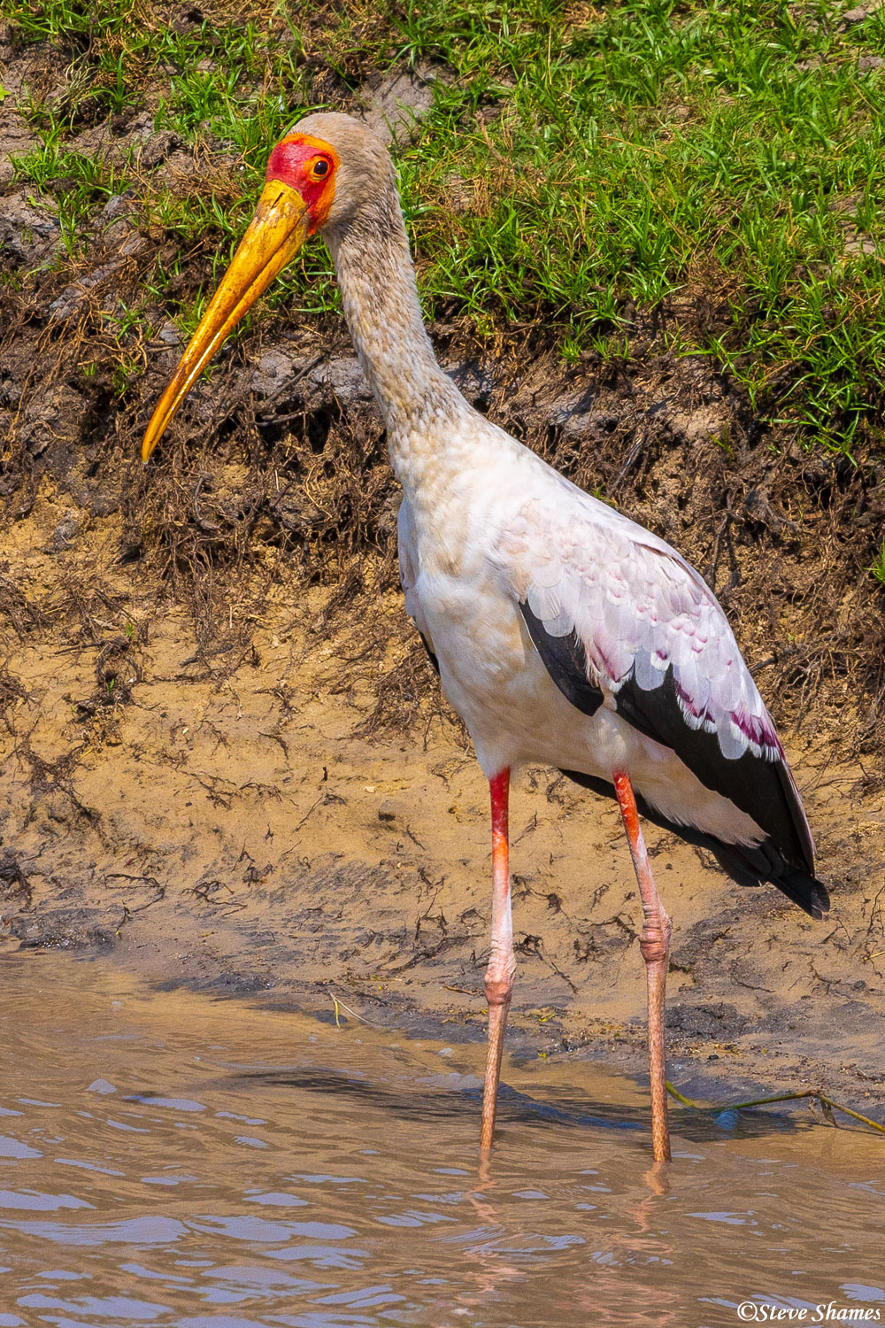 Katavi-Yellow Billed Stork | Katavi National Park, Tanzania | Steve ...