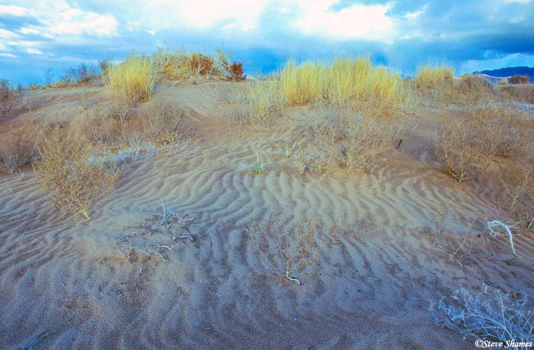 Kelso Dunes 