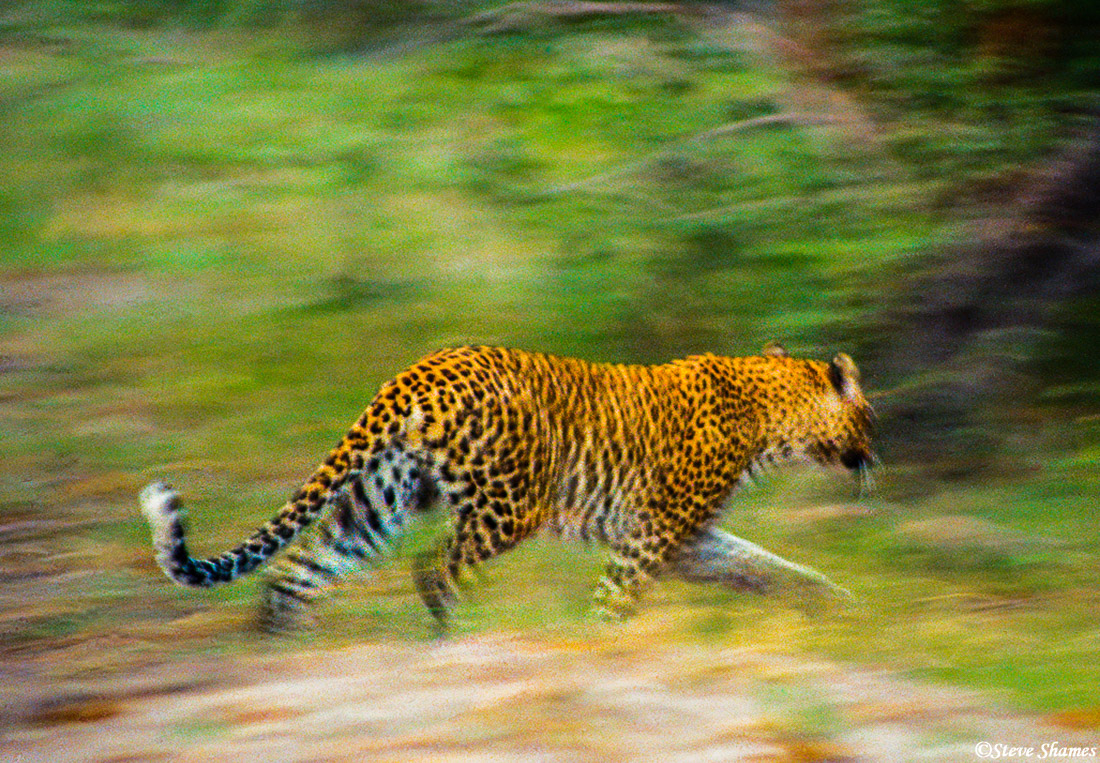 Leopard Running | Moremi game reserve, Botswana 1995 | Steve Shames ...