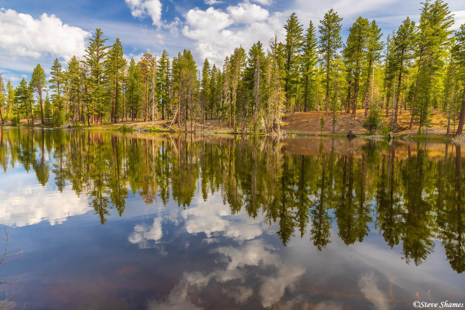 Pine Tree Reflection | Mt. Lassen National Park | Steve Shames Photo ...