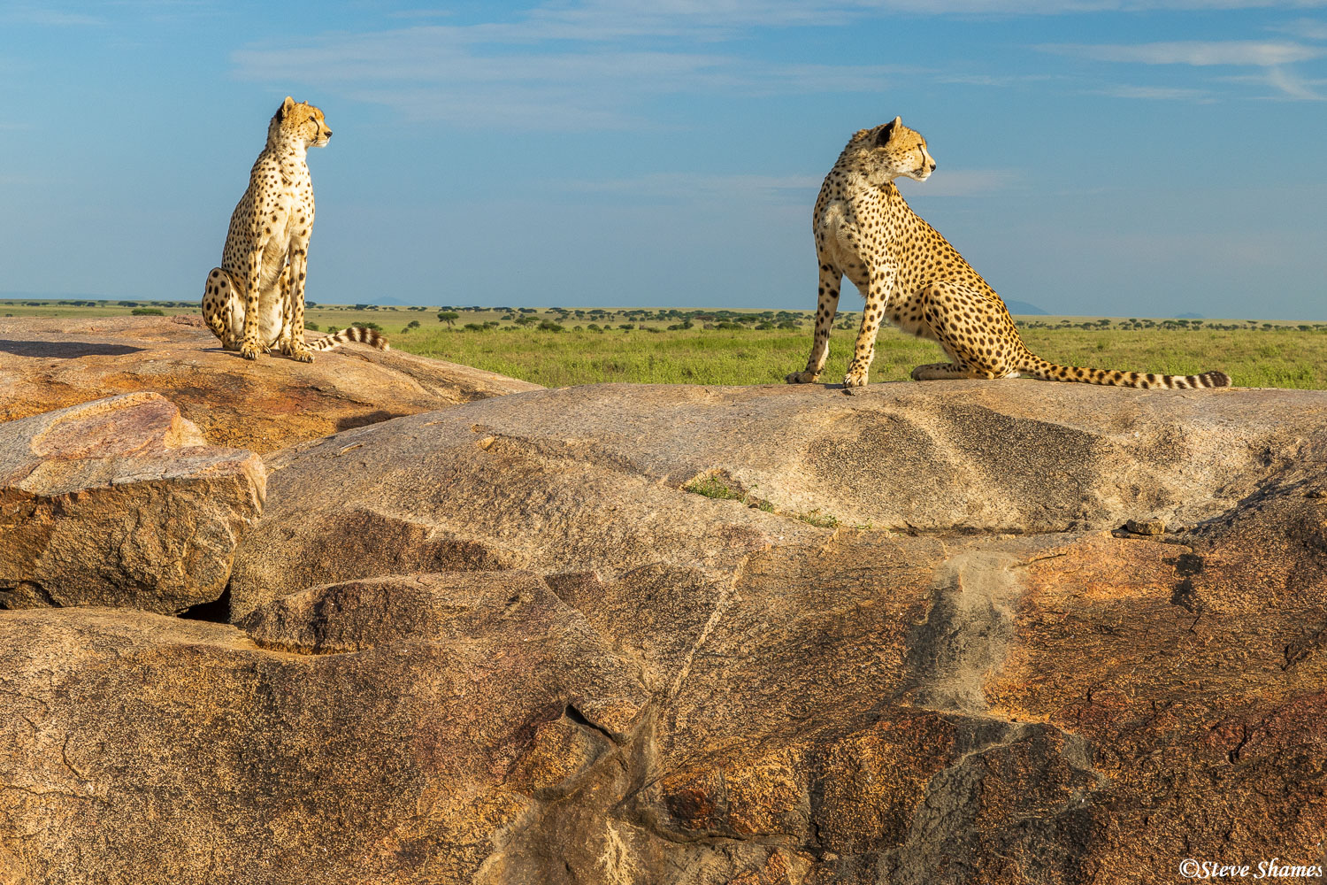 Serengeti--Cheetahs on Rock | Serengeti National Park, Tanzania 2024 ...