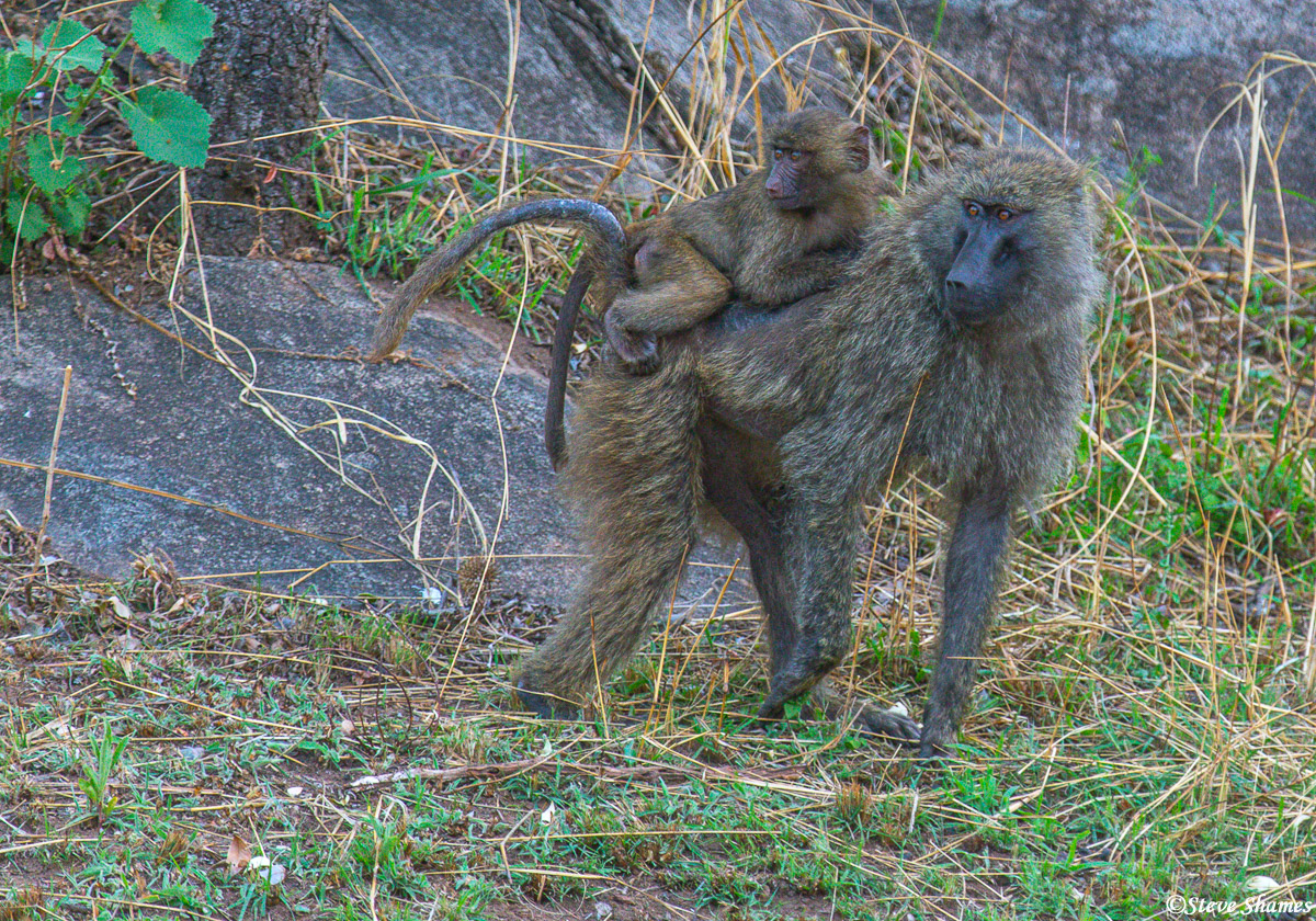 Serengeti-Baboon Baby | Serengeti National Park, Tanzania 2020 | Steve ...