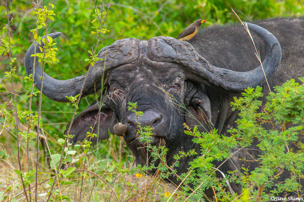 Serengeti-Cape Buffalo | The Serengeti, Tanzania Africa 2020 | Steve ...