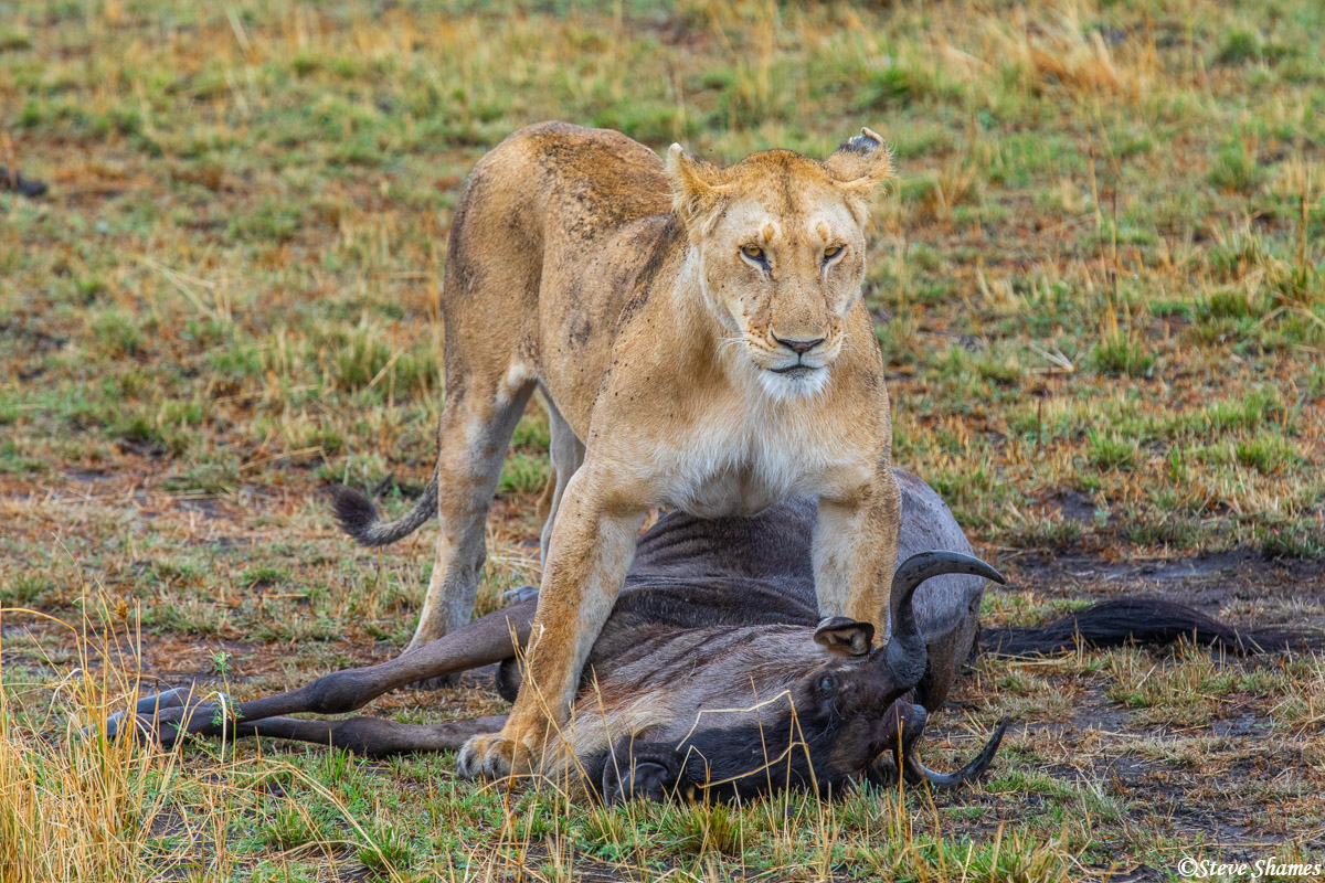 Serengeti-Lioness Kill | The Serengeti, Tanzania Africa 2020 | Steve ...