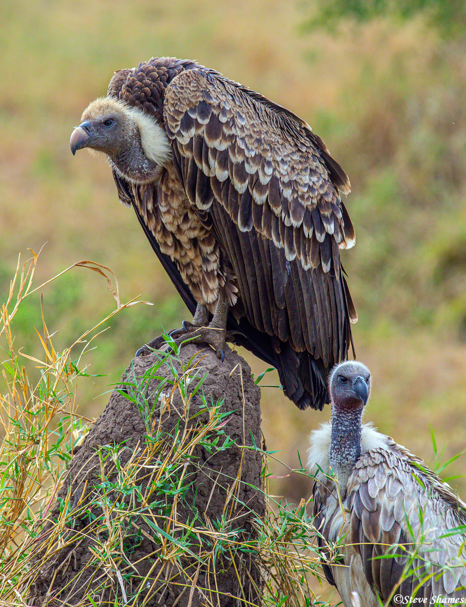 Serengeti-Patient Vultures | Serengeti National Park, Tanzania 2020 ...