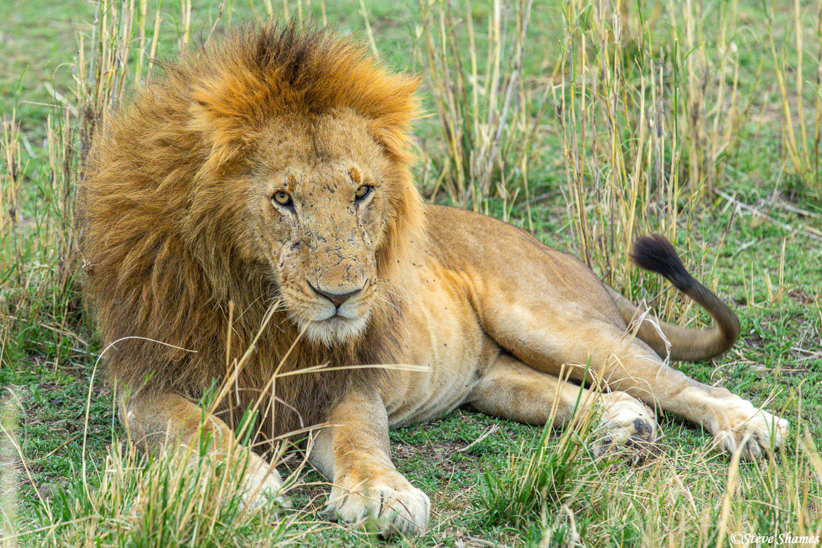 Serengeti-The Pride Male | The Serengeti, Tanzania Africa 2020 | Steve ...