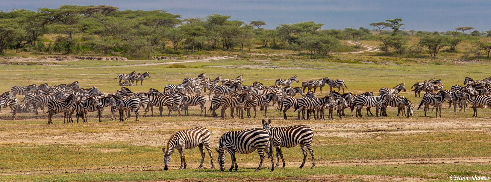 Serengeti Zebra Panorama02 | Serengeti National Park, Tanzania 2019 | Steve Shames Photo Gallery