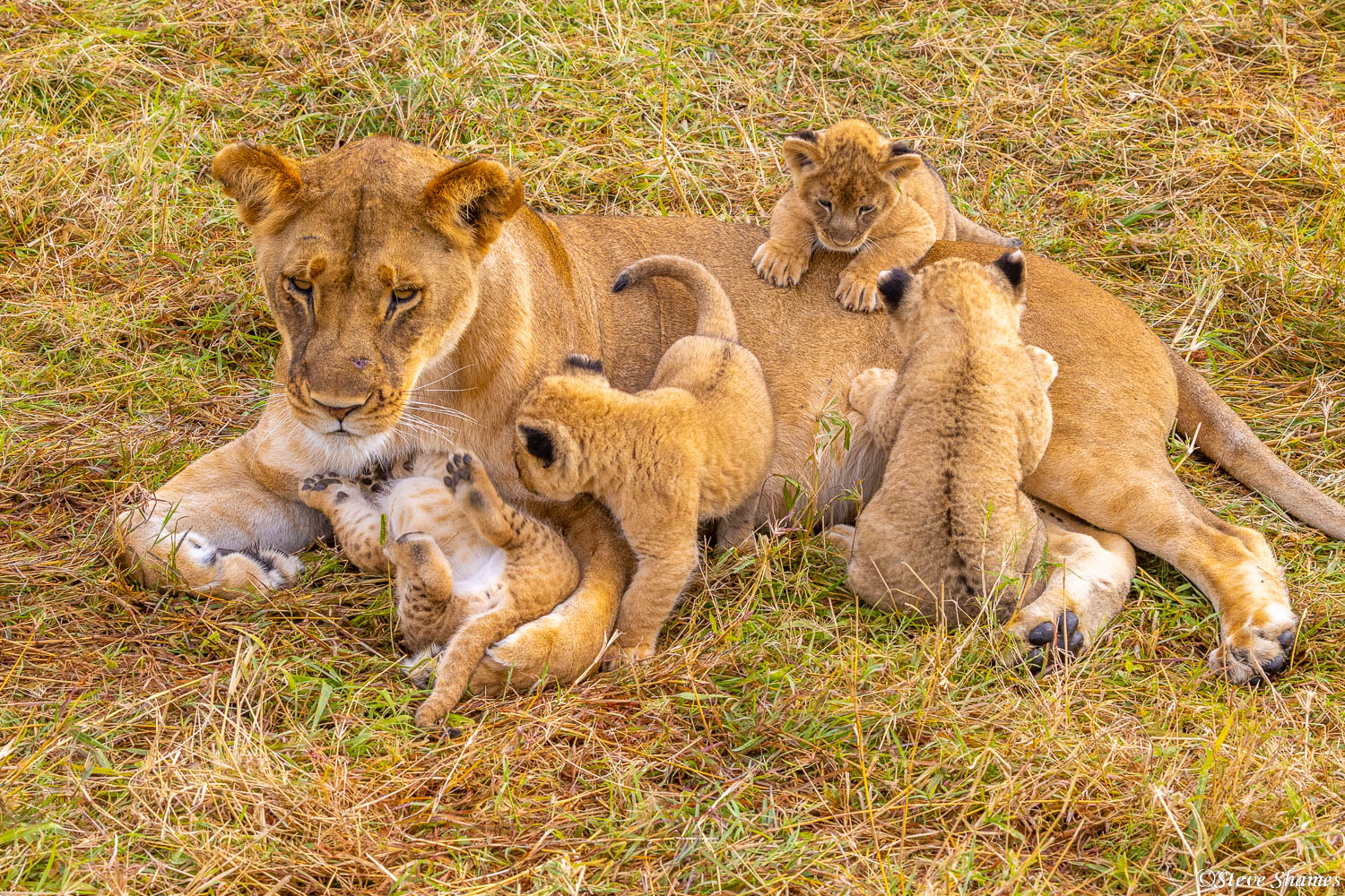 Tanzania-Four Lion Cubs | Serengeti National Park, Tanzania 2022 ...