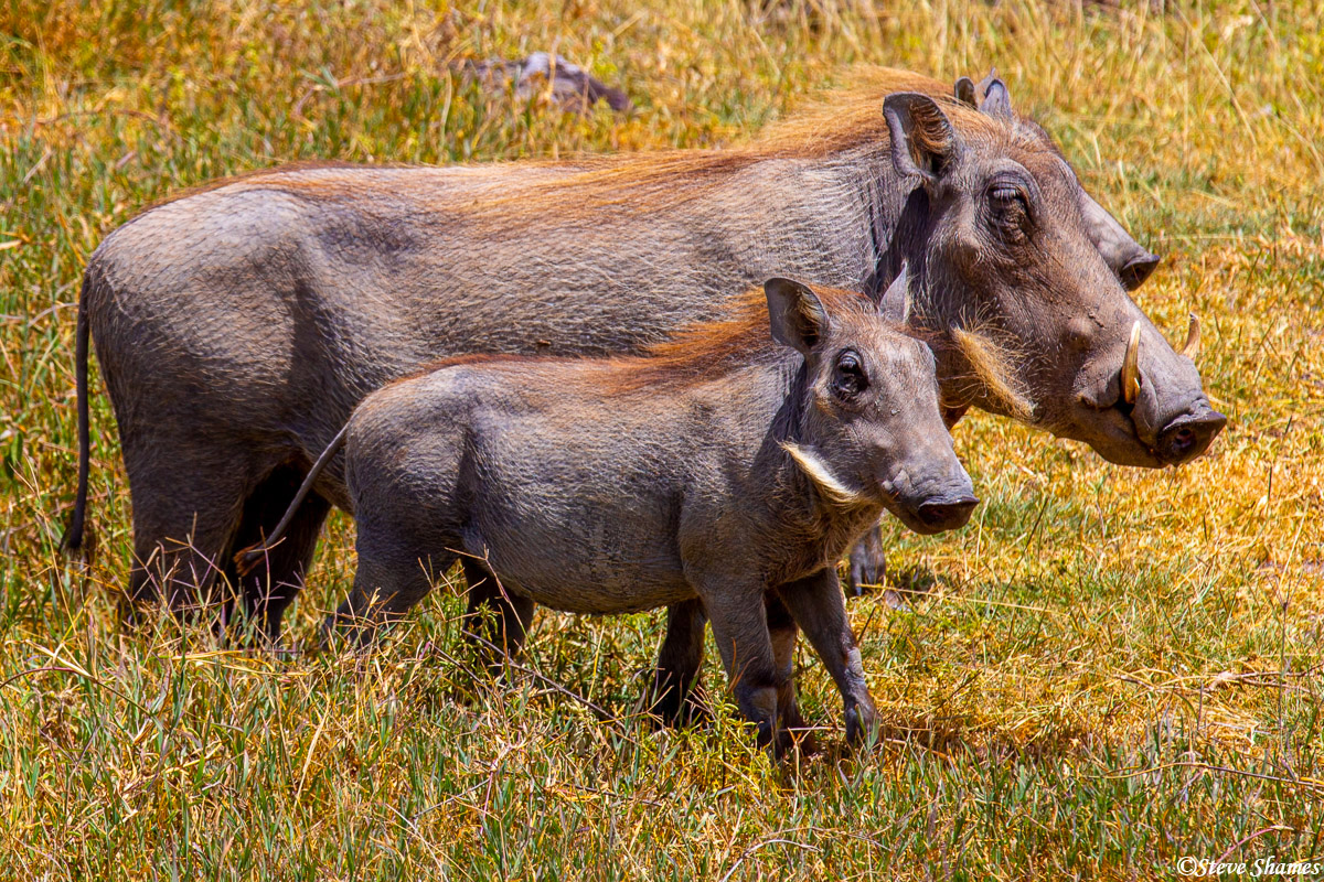 ngorongoro-warthogs-ngorongoro-crater-tanzania-2019-steve-shames